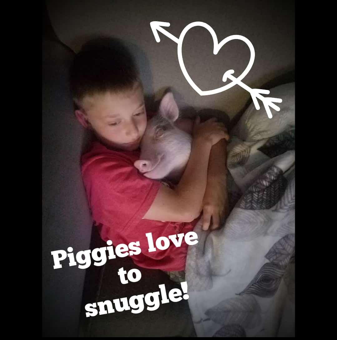 Pigs love 