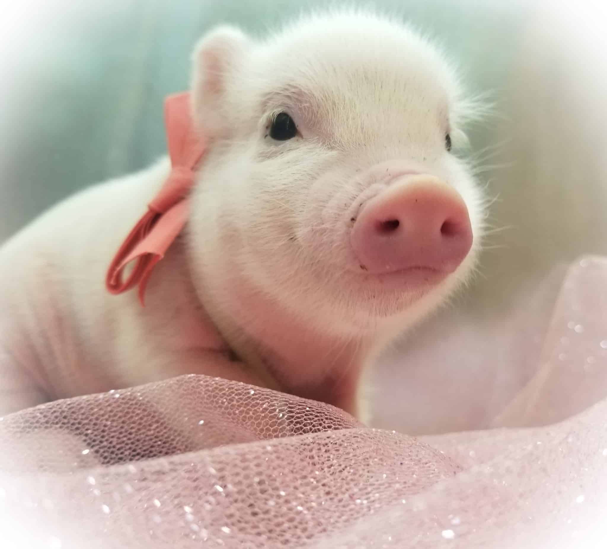 Свинки хср. Пигги. Мини Пиги. Мини Пигги Свинка. Мини Пиги розовые.