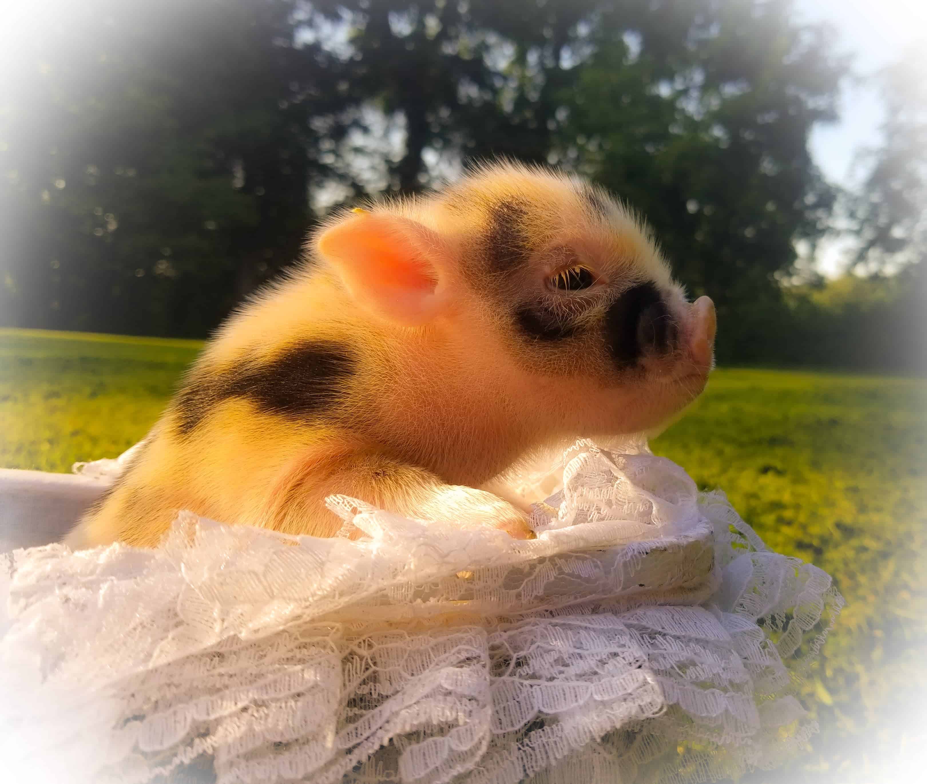 Violet S Mini Pigs Socialized Spayed Neutered Pet Mini Pigs   40262155 287242102092508 8386235352691507200 N 