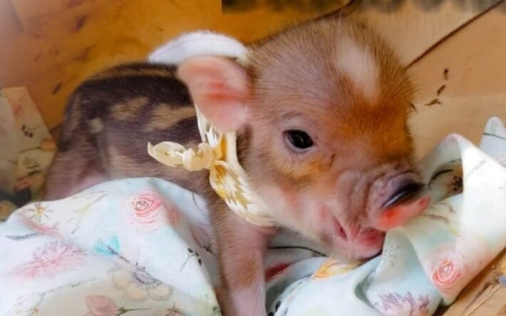 teacup pet mini pig baby piglet 