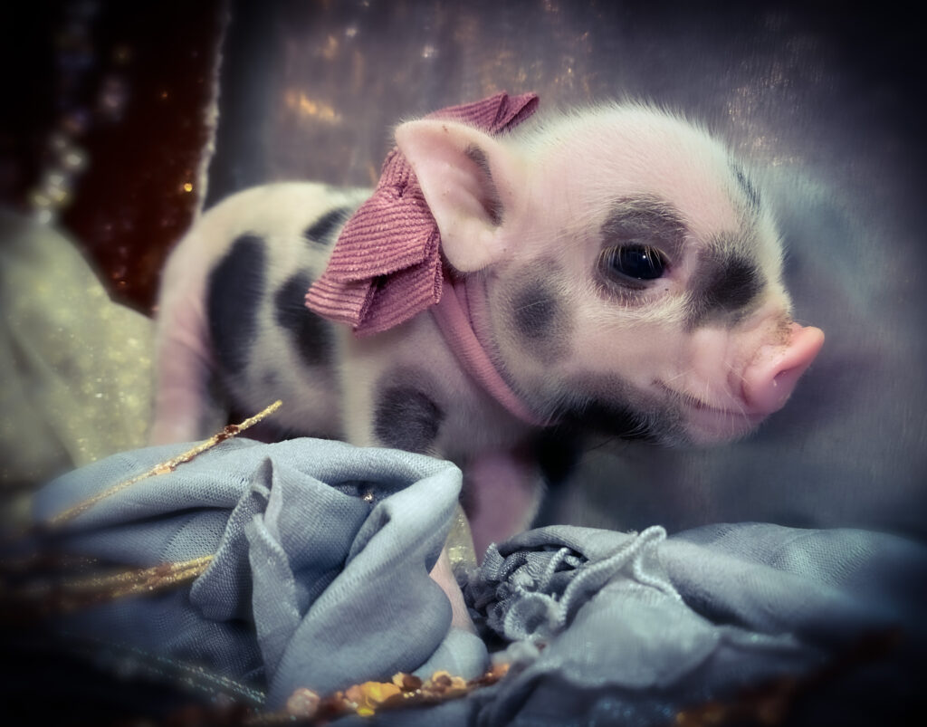 micro pet mini pig piglet