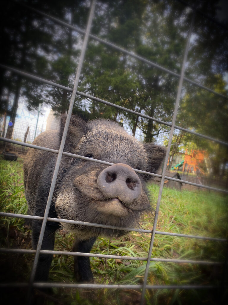 teacup mini pig micro boar dad standing at fence