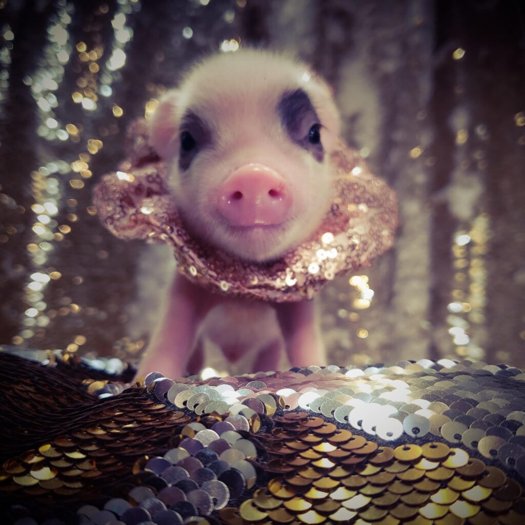 micro pet mini pig piglet