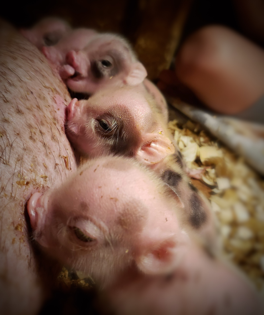 mini pig piglet nursing on mom sow