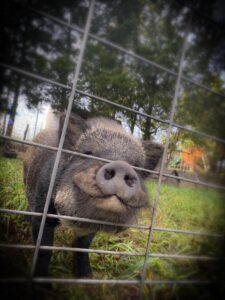 teacup pet mini pigs