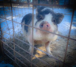 mini teacup pig