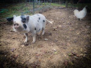 mini pig; teacup; piglet