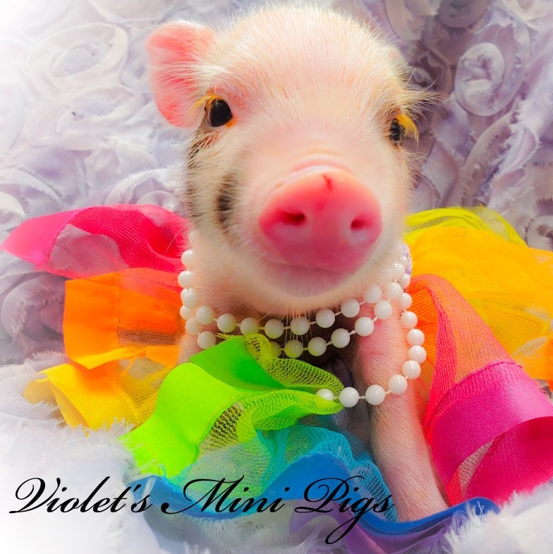 Teacup Pig QuotesGram | atelier-yuwa.ciao.jp