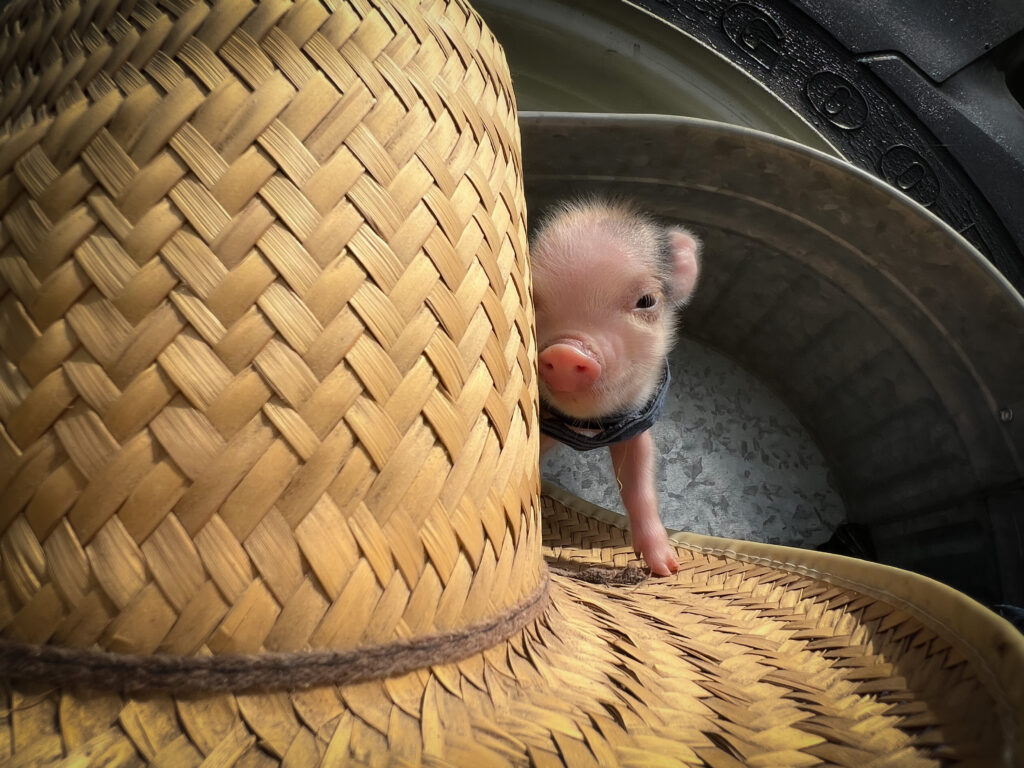 micro pig, teeny pig