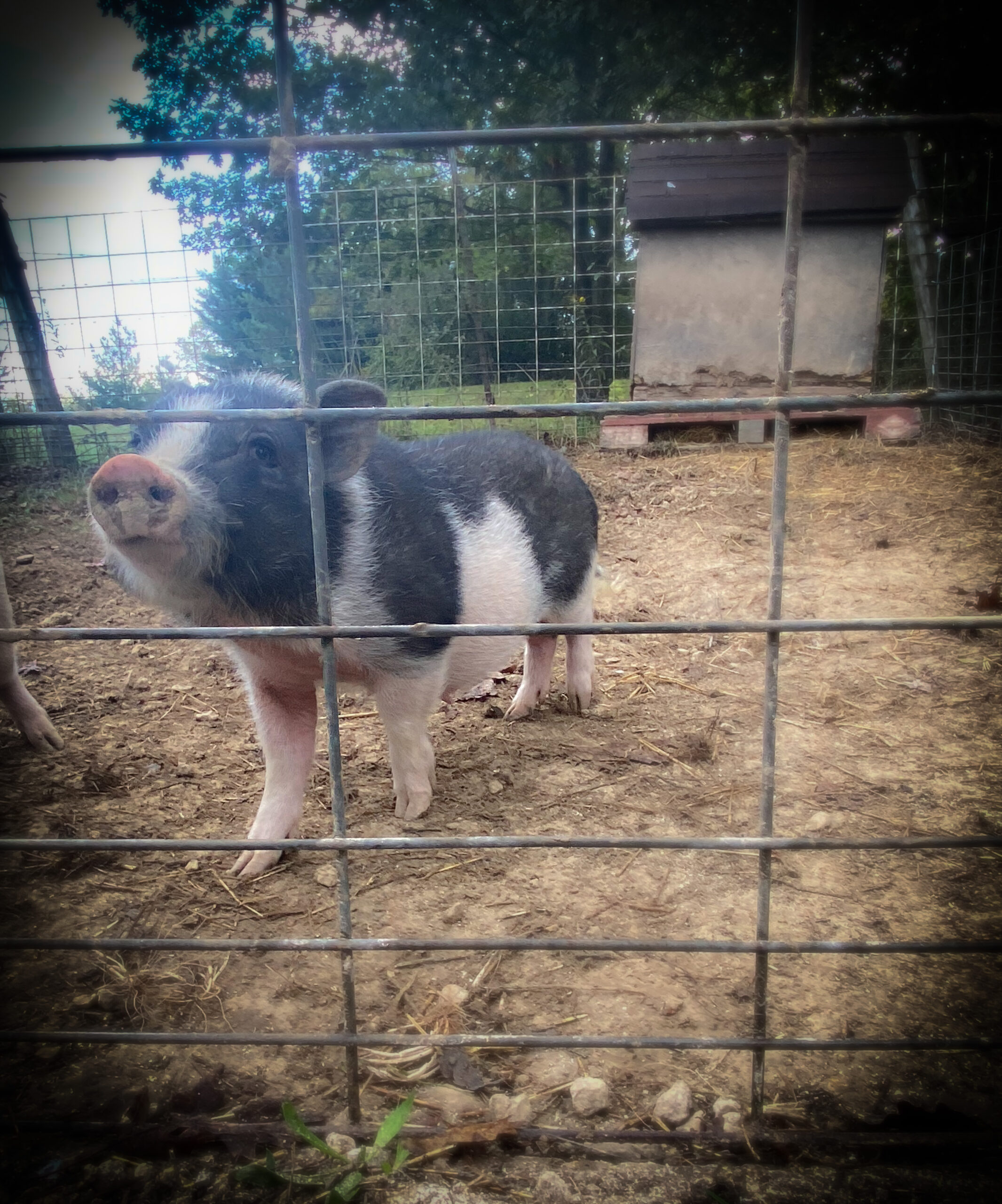 mini pig